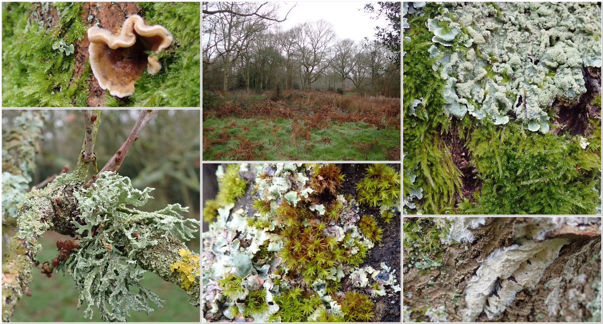 Oak woodland with fungi, moss and lichen