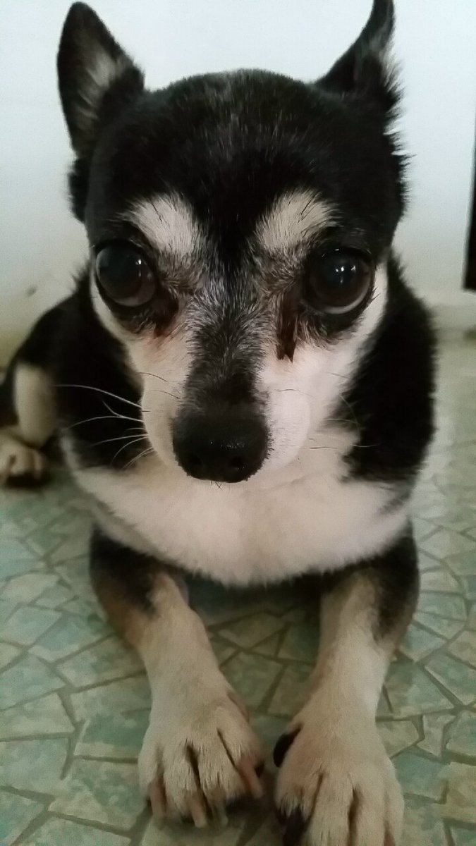 chelsea_sacho's tweet photo. My little Angel passed away January 5th. This year has been so hard so far. My heart hurts. I miss you Angel. #rainbowbridge #Chihuahua #goodbyepup https://t.co/QArgm9BoHZ