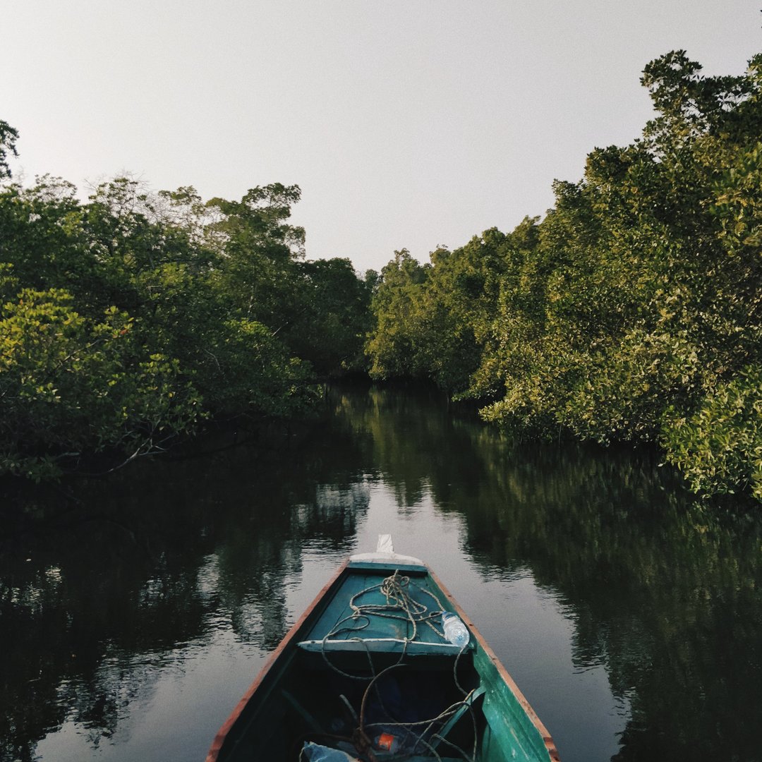 Afin de sauvegarder et protéger l’environnement fragile de la Langue de Barbarie à Saint Louis, ce sont 10 ha qui ont été reboisés avec des filaos et des mangroves. Au total, ce sont pas moins de 9.000 filaos et 10.000 mangroves qui ont été plantés !