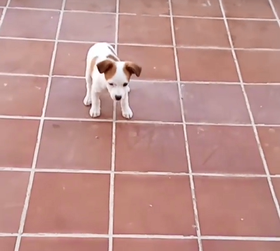 siviaromera1's tweet photo. SE NECESITA ACOGIDA EN ASTURIAS
Loki este chiquitín viajará con Dylan, el perrito que no mueve las patas de atrás
Tiene algún problema q le hace caminar de lado
Dylan ya tiene acogida necesitamos para Loki es tamaño pequeño muy bueno se pide experiencia con cachorros
616381498 https://t.co/g3MwlUBNEd