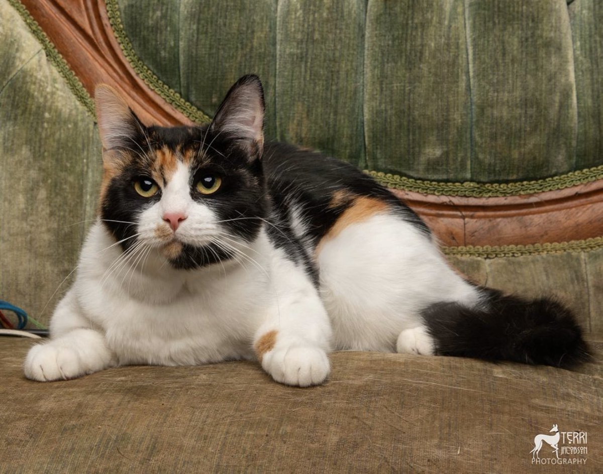Miss Juneua is looking for her purrfect forever home! For more information about this gorgeous 9 month old visit meowvillage.com or contact Kluane at 503-910-4103 
#AdoptDontShop #CatsOfTwitter #calicocutie #calico #adorable