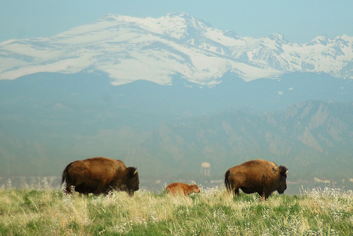 two adult bison and a bison calf with Rocky Mountains in background
