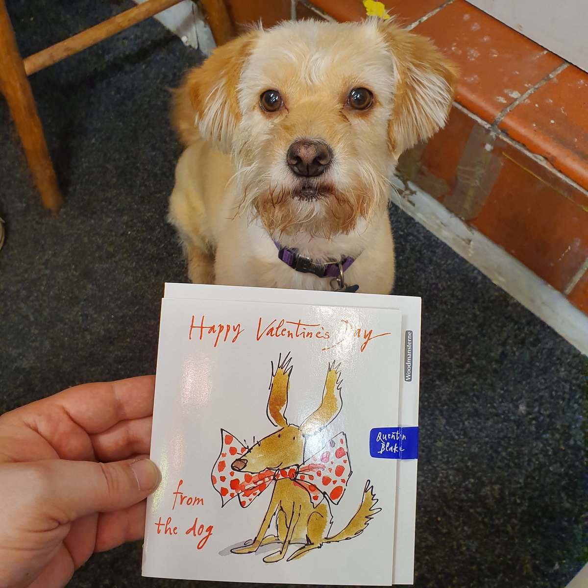 CardsZigzag's tweet photo. Our wide range of Valentine's Day cards feature something for everyone (Quentin Blanke card demonstrated by our Bonnie.) Main card featured is from our wonderful #fivedollarshake range. #Knaresborough #shoplocal https://t.co/IbKTebBcaK