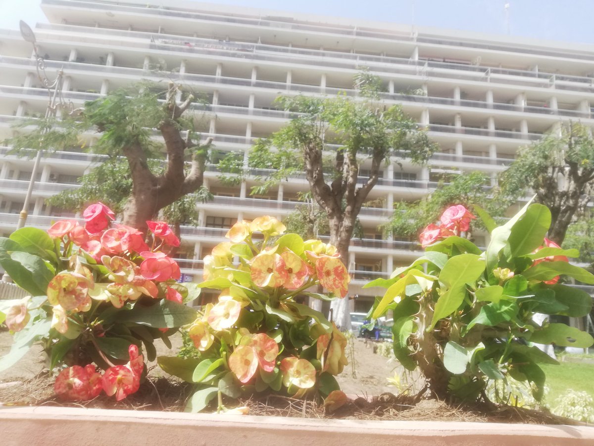 NdaoEli's tweet photo. La place de L'Indépendance veut faire peau neuve. La mairie de Dakar fait actuellement sur place des travaux d'embellissement avec du jardinage. Elle va inciter tous les immeubles de la place à être repeints et rénovés.
#SaveDakar #Dakar #DakarVert https://t.co/GnnrDleYHq
