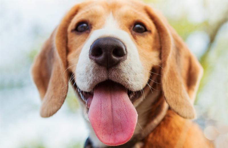 DogGuru's tweet photo. ? Winter Weekend Getaways ? - Book Yours Today!  Never-before special deals! https://t.co/nCbVvV2hR4 https://t.co/kGVJks9gd7