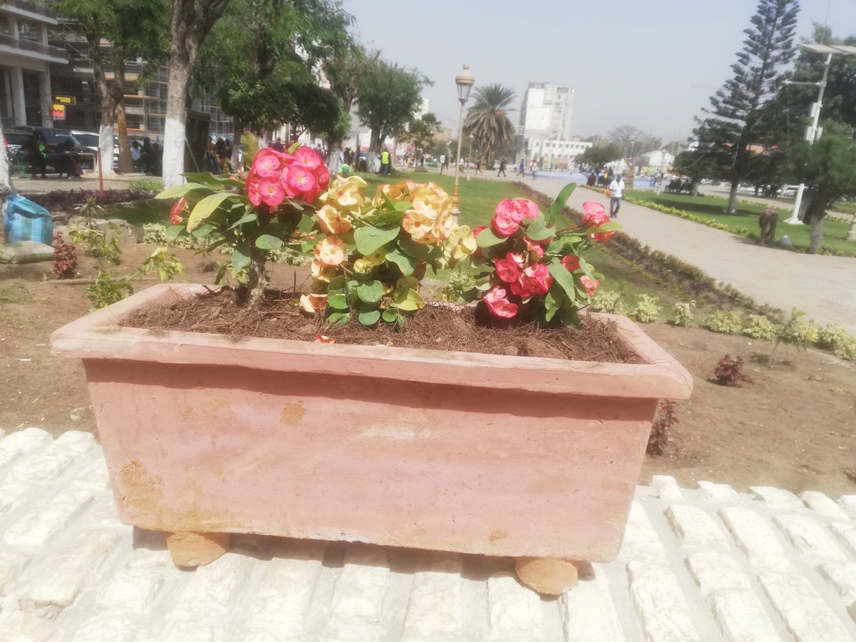 NdaoEli's tweet photo. La place de L'Indépendance veut faire peau neuve. La mairie de Dakar fait actuellement sur place des travaux d'embellissement avec du jardinage. Elle va inciter tous les immeubles de la place à être repeints et rénovés.
#SaveDakar #Dakar #DakarVert https://t.co/GnnrDleYHq