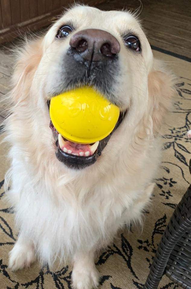 1LegUpPets's tweet photo. Put your phone down and pet your pup. It’s way more gratifying. 🦮❤️

https://t.co/jTWXHc5rzV
#dogtoys #madeinusa #madeinamerica https://t.co/6HljIzVVuw