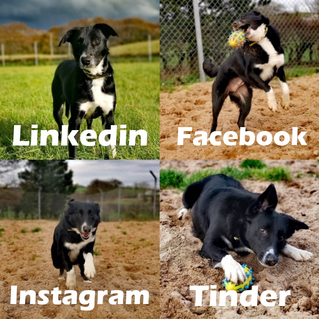 DT_Ballymena's tweet photo. 💛Josie is bossing the #dollypartonchallenge !💛

⬇️Meet her⬇️
https://t.co/et1SjLAkJX

#rescuedog #dogoftheday #funnydogs #dogmemes #collie #bordercollie #NIdogs #AdoptDontShop #dogsoftwitter @DogsTrust https://t.co/IUihzNQry4