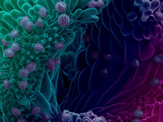 Global BioImaging enables scientists worldwide to access the latest imaging technologies. IMAGE: Daniel Gütl