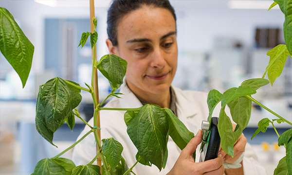 Researcher Dr Elizabete Carmo-Silva in a lab wearing a white lab coat while using scientific equipment to examine the green leaves of a tall plant that is growing tied to a bamboo cane for support