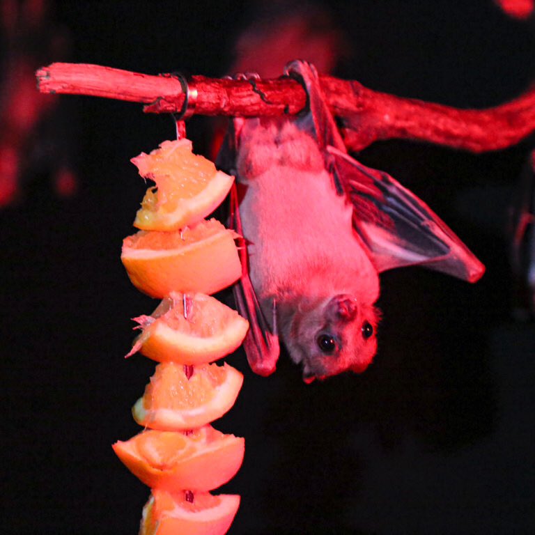 Our pick of the best places to discover Animals this February half term holiday discoveranimals.co.uk/news/discover-… 🐍 🦈 🦇 🐯 <a href="/zsllondonzoo/">London Zoo</a> <a href="/Barleylands/">Barleylands Education</a> <a href="/HattonWorld/">Hatton Country World</a> <a href="/TwycrossZoo/">Twycross Zoo</a> <a href="/SEALIFEBrighton/">SEA LIFE Brighton</a> <a href="/sealifebham/">SEA LIFE Birmingham</a> <a href="/SEALIFEScarboro/">SEA LIFE Scarborough</a> <a href="/braysealife/">SEA LIFE Bray</a> <a href="/SEALIFEWeymouth/">Weymouth SEA LIFE</a> #dscvranimals