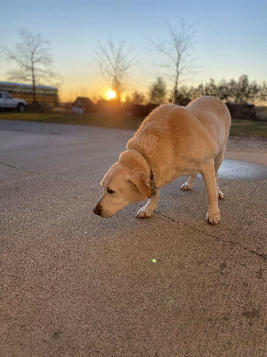 kdhalll's tweet photo. ‼️DOG MISSING IN FRANKTON/ELWOOD‼️
Her name is Jasmine and she’s almost 16 years old. She is usually roaming around outside or in the barn! We think someone came and picked her up, so just keep a lookout! Please pray for my biggo🥺💛 https://t.co/ji88O3Mcxi