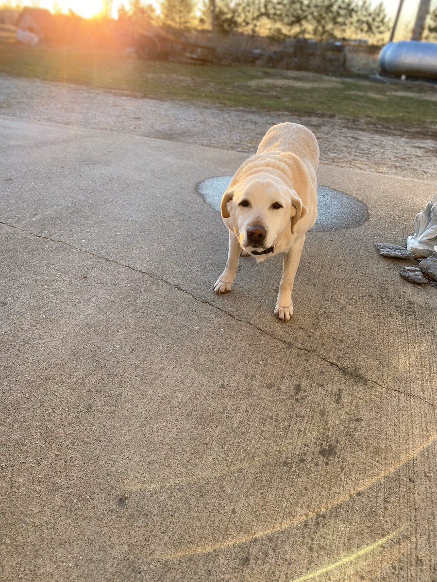 kdhalll's tweet photo. ‼️DOG MISSING IN FRANKTON/ELWOOD‼️
Her name is Jasmine and she’s almost 16 years old. She is usually roaming around outside or in the barn! We think someone came and picked her up, so just keep a lookout! Please pray for my biggo🥺💛 https://t.co/ji88O3Mcxi