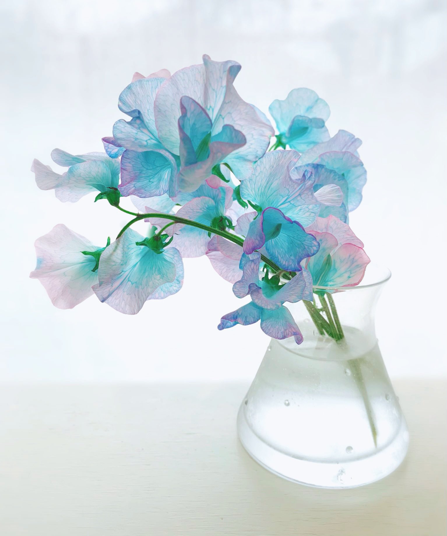 Twitter 上的 しらとあきこ お花屋さんで見て キャンディーみたいな色でなんてかわいいんだろう と買い求めたスイートピー 名前が キラークイーン でした T Co Pobyzfogni Twitter Twitter 上的 しらとあきこ お花屋さんで見て キャンディーみたいな色でなんてかわいいんだろう と買い求めたスイートピー 名前が キラークイーン でした T Co Pobyzfogni Twitter