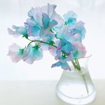キャンディみたいな色が綺麗なスイートピー「キラークイーン」