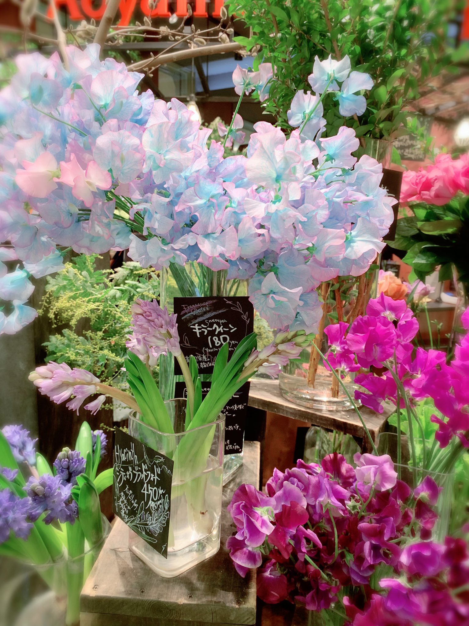 しらとあきこ お花屋さんで見て キャンディーみたいな色でなんてかわいいんだろう と買い求めたスイートピー 名前が キラークイーン でした