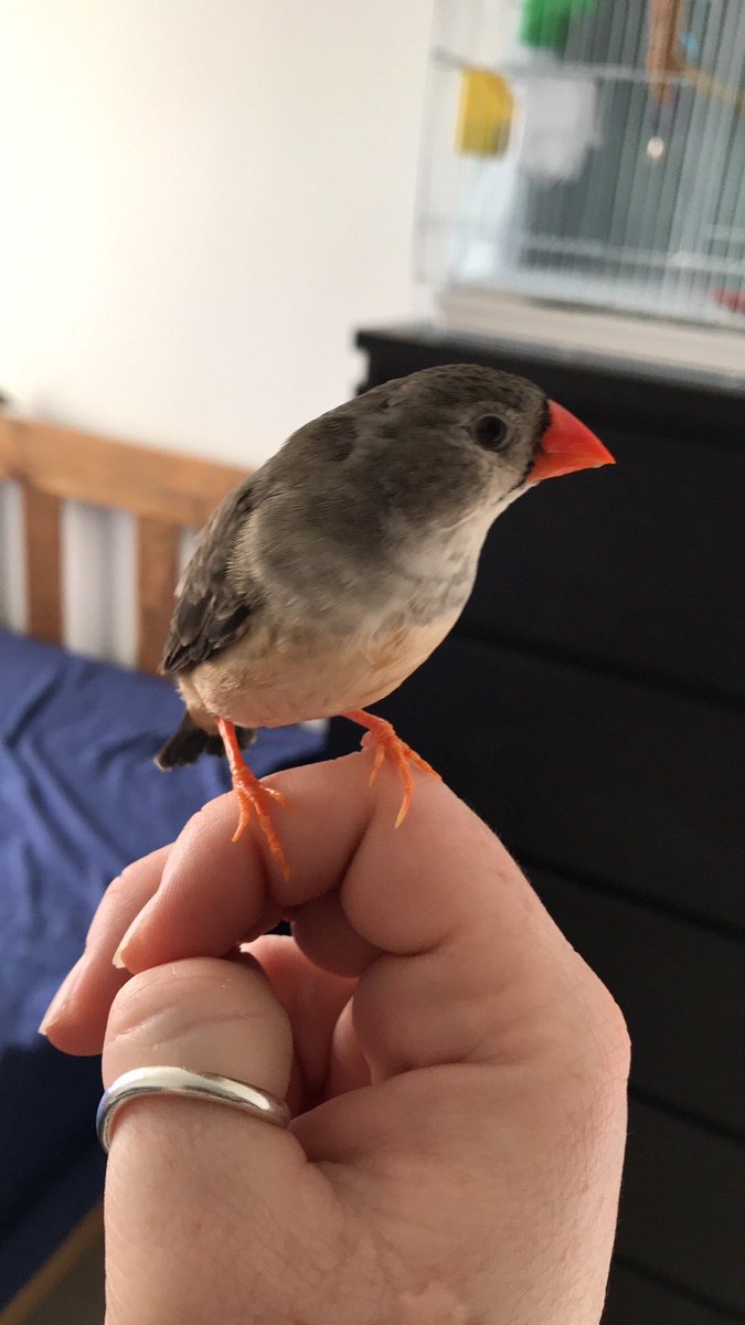 malwareowl's tweet photo. I love my old perfect lass May so much. She’s come for lots of fusses as she knows I’m poorly and needs cheering up plus she loves the attention herself! 💜💜💜 #crazyinfosecbirdlady #oldlass #zebrafinch #BirdsOfTwitter https://t.co/Xi85pu9Hcg