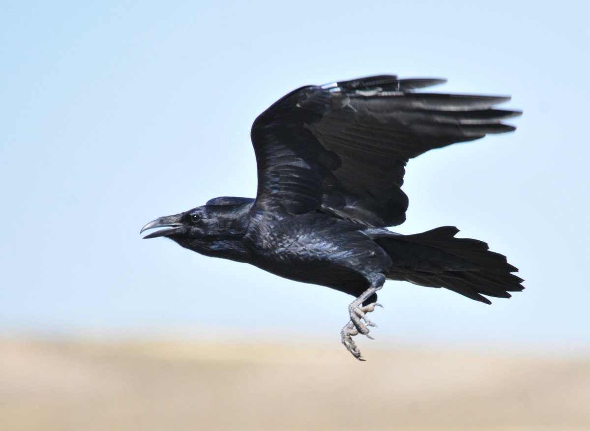 Geotripper's California Birds: Bald Eagle among the Pelicans at the San  Joaquin National Wildlife Refuge, image size:1200x877