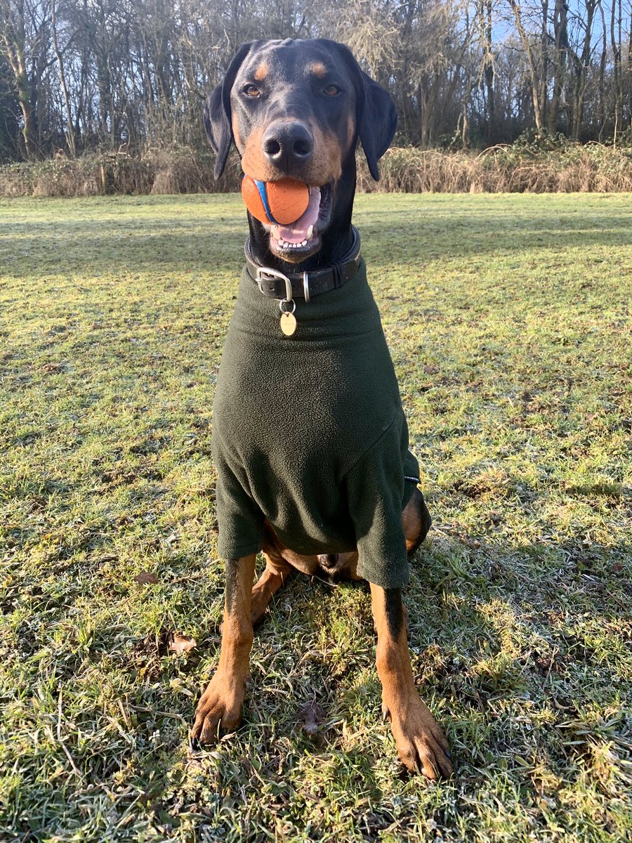 Coops_thedobey's tweet photo. You can try hiding the ball up a tree, Iโll still find it! #Winner #Dobermann #Searchtraining https://t.co/gJEerCoMlz