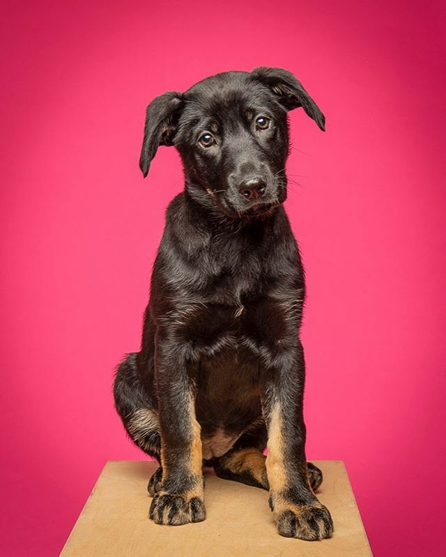 MichaelBagley's tweet photo. Meet Hannah, another one of the 12 puppies who were rescued by @ancanimalrescue this month. Hannah is a Blue Tick Coonhound/Shepherd mix and is as sweet as she looks. She is in a foster home that includes young boys ages 8 to 14 and she’s as happy to pla… https://t.co/dOgGROgjpM https://t.co/ZpUYCoc0TP