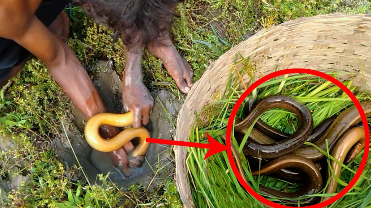 Iamfishlover's tweet photo. #fishing #Fish #Fishingvideo #AkuGapapa #Dalu #Thiem #China #digitalmarketing #FishingVideo #FishVideo

Eel Fishing Video in field https://t.co/gaioGsXDAS https://t.co/NN1AaCIgH0