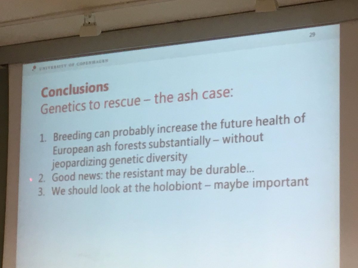 seanmhoban's tweet photo. Exciting news about genetic variability and potential for breeding Fraxinus excelsior for ash dieback resistance! And variations in the fungus with some very non virulent strains! #rescueforest https://t.co/3fFarsFWn3
