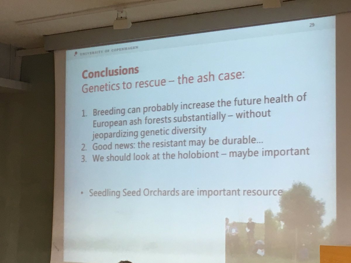 seanmhoban's tweet photo. Exciting news about genetic variability and potential for breeding Fraxinus excelsior for ash dieback resistance! And variations in the fungus with some very non virulent strains! #rescueforest https://t.co/3fFarsFWn3