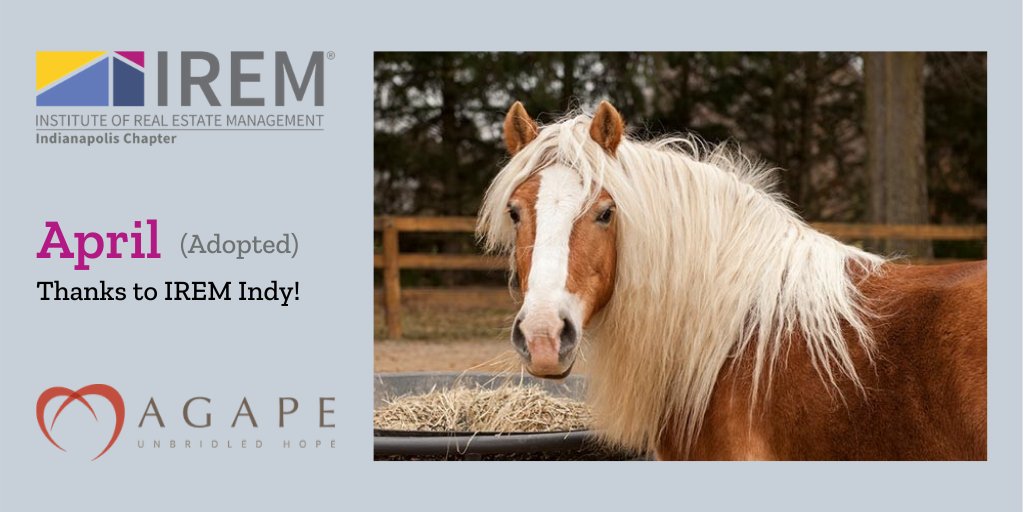 IREMIndy's tweet photo. Meet April, she was adopted by @AgapeTRC with a little support from #IREMIndy!
Visit https://t.co/p2Ahj8bevc to read April's bio and learn more about this awesome organization.
#IREM #IREMForward #GiveBack https://t.co/Ti1QzWbh5w