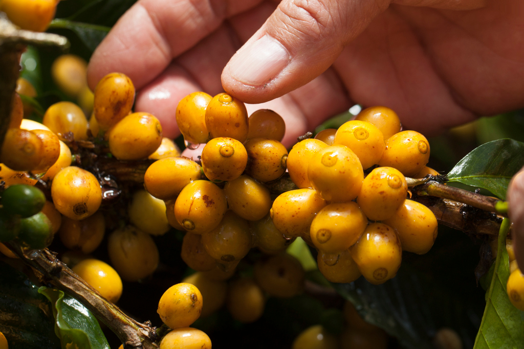 cupofexcellence's tweet photo. Don't wait to order your 2020 COE and National Winner samples! Log in to our website to decide what auctions you want to participate in for the year.
#cupofexcellence #specialtycoffee #coffeeauction #coffeecupping #coffeecompetition #coffeesamples https://t.co/B2bJAinqbH