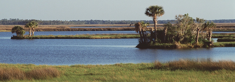 Water interspersed with grassy areas and palm trees
