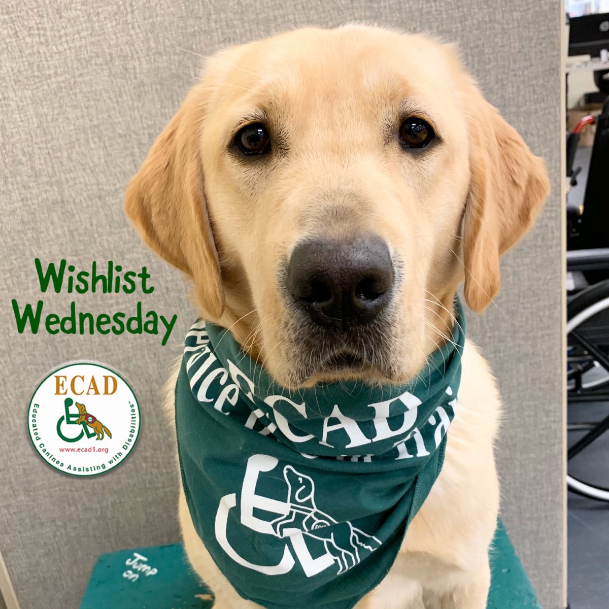 ECADServiceDogs's tweet photo. Endeavor and all her littermates are in need of new collars. They are hoping for all different colors in size large. This #WishlistWednesday you can #HelpDogsWhoHelpHumans by purchasing a new collar here: https://t.co/NmfuhxlBng https://t.co/K8IfBWCQGQ