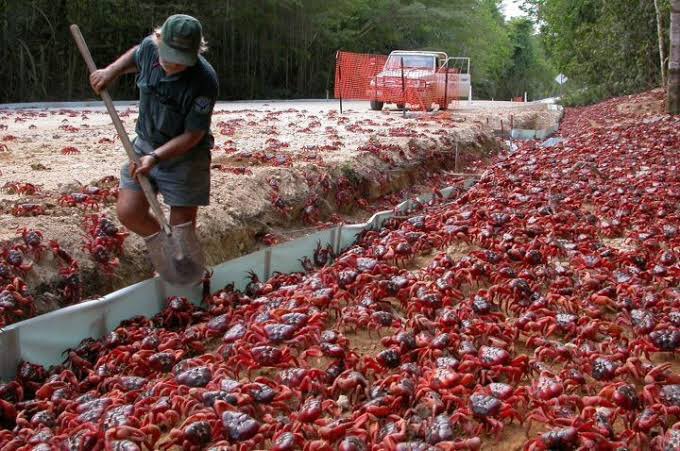 どくとるフランキ 避難垢 トレンドに上がってるクリスマス島 子供の頃行ったことあるんですがどこ見てもカニが居るヤバい島 なんで隔離された人達も多分一生分のカニを見ることになるんだろうなあ 因みにここまで大繁殖できる理由は 泥臭くてクソ不味い