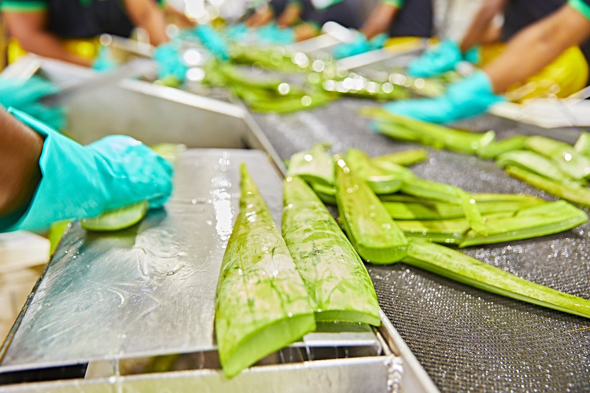 Did you know that Forever hand fillets every leaf to make sure only pure, potent inner leaf aloe vera gel is used in our products?
#thealoeveracompany