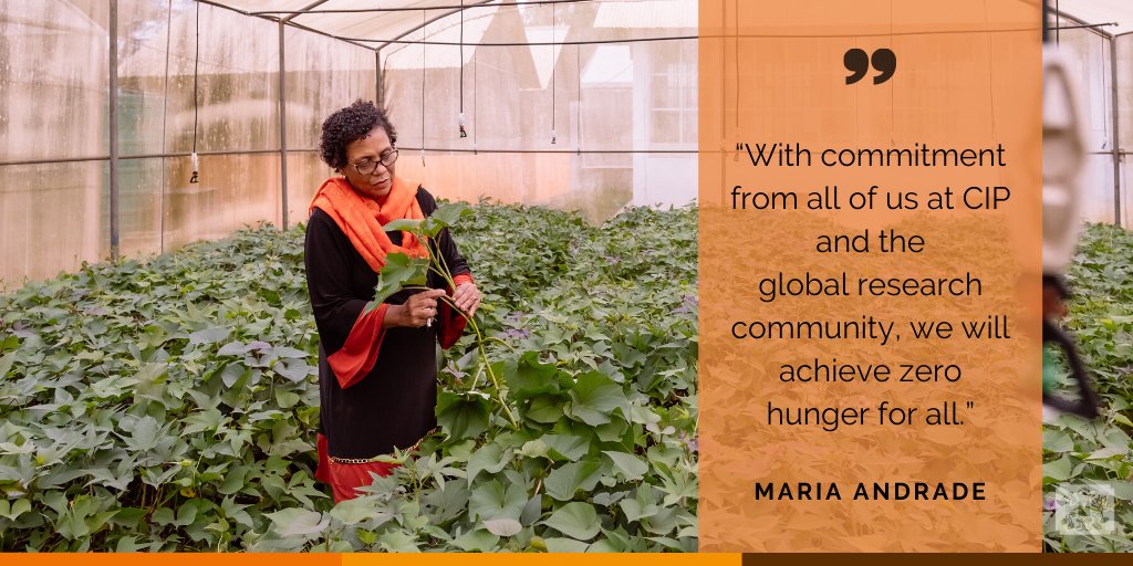 International Potato Center (@cipotato) on Twitter photo <a href="/MandradeCIP/">Maria Andrade</a> has been recognized for her use of sweetpotato 🍠 to fight malnutrition and achieve #ZeroHunger.
👉🏽 bit.ly/AndradeSP
🔸 <a href="/WorldFoodPrize/">World Food Prize Foundation</a>
🔸 <a href="/Irish_Aid/">Irish Aid</a>
🔸 <a href="/IrlEmbMaputo/">Ireland in Mozambique</a> <a href="/MandradeCIP/">Maria Andrade</a> has been recognized for her use of sweetpotato 🍠 to fight malnutrition and achieve #ZeroHunger.
👉🏽 bit.ly/AndradeSP
🔸 <a href="/WorldFoodPrize/">World Food Prize Foundation</a>
🔸 <a href="/Irish_Aid/">Irish Aid</a>
🔸 <a href="/IrlEmbMaputo/">Ireland in Mozambique</a>