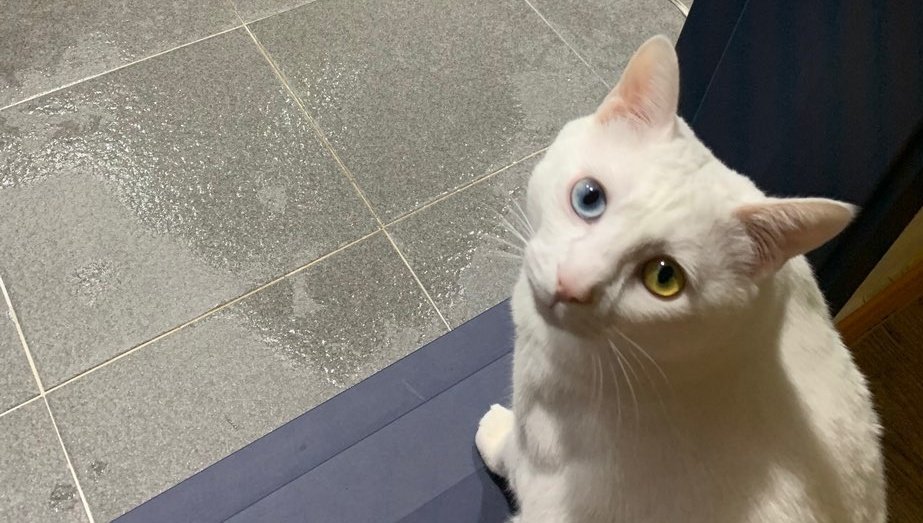 집사야 뭐하냐옹🤔🤔🤔 
참견쟁이 김땅콩🤔🤔