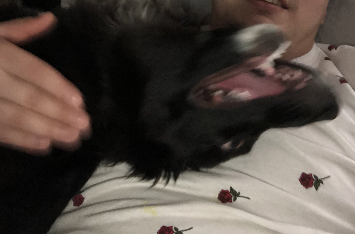 jonni_tsunami's tweet photo. The face of a happy dog. 🖤 https://t.co/XrtUoguehw
