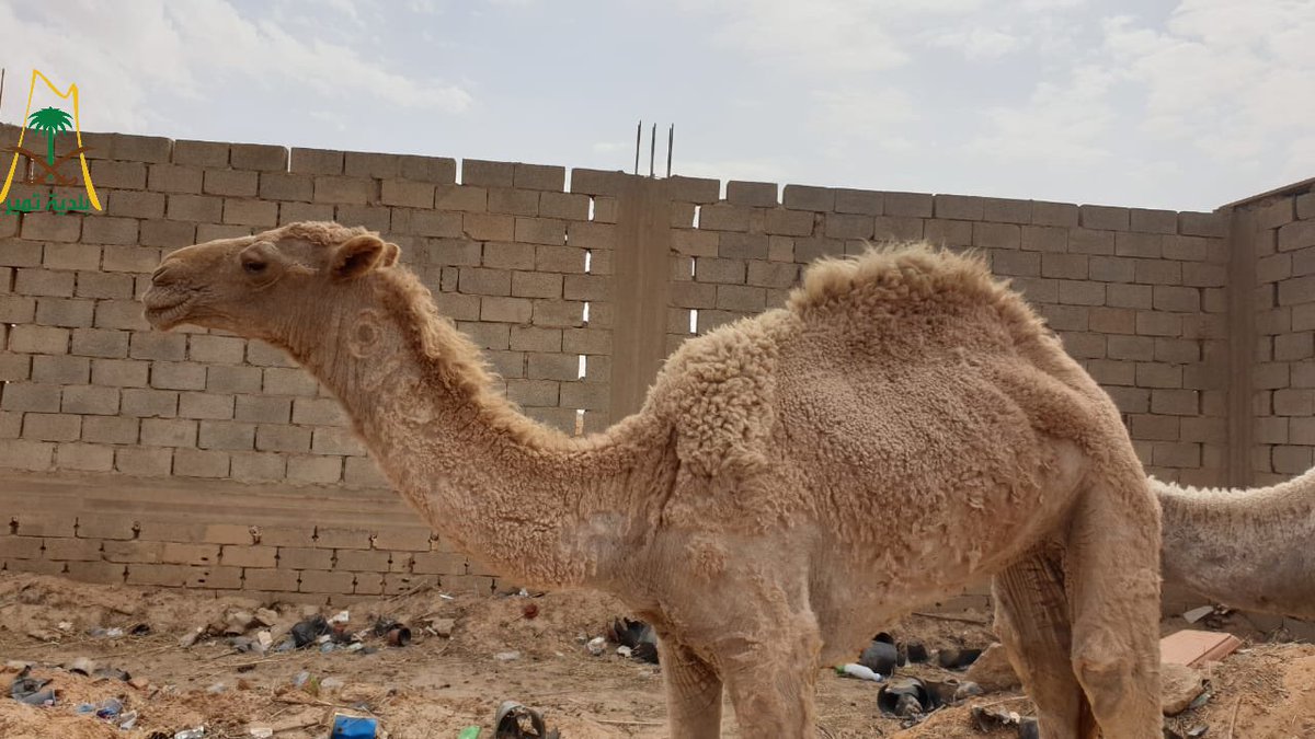 TumairMunicipal's tweet photo. بتوجيه من شعبة مرور تمير #بلدية_تمير تقوم بحجز عدد (١٦) إبل سائبة داخل النطاق العمراني وننوه على صاحبها بالتوجه لادارة الخدمات لإستكمال الإجراءات المتبعة خلال ثلاثة أيام عمل. https://t.co/APqSDswzXd