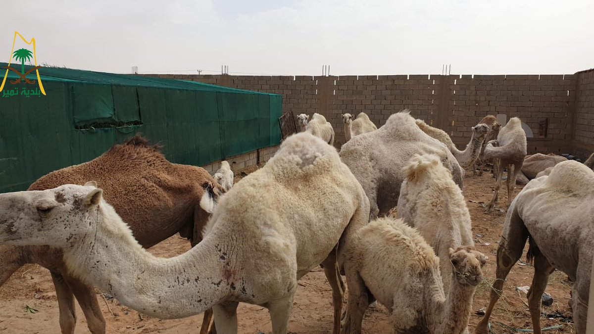 TumairMunicipal's tweet photo. بتوجيه من شعبة مرور تمير #بلدية_تمير تقوم بحجز عدد (١٦) إبل سائبة داخل النطاق العمراني وننوه على صاحبها بالتوجه لادارة الخدمات لإستكمال الإجراءات المتبعة خلال ثلاثة أيام عمل. https://t.co/APqSDswzXd