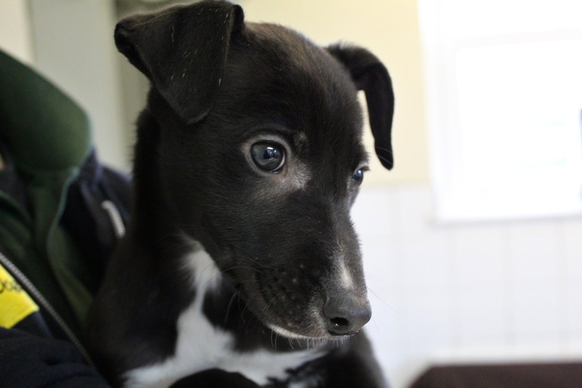 DT_Ballymena's tweet photo. 💙lil' Goose!💙 here to brighten your Wednesday morning 😍 This beautiful boy can't wait to find his special family 💛 
@DogsTrust 
#Adoptme #Lurcher #Puppy #adifl #cute #humpday #NIDogs #RescueDogs #humpday https://t.co/xDIo5Rk8vz