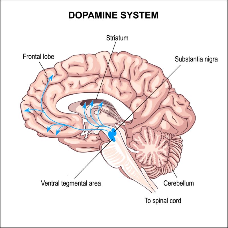 IvanSivakX's tweet photo. What drives us? Check out our new blog post about the reward system of our brains https://t.co/9GjlWMV4G1 https://t.co/9N0Z2gYxLB