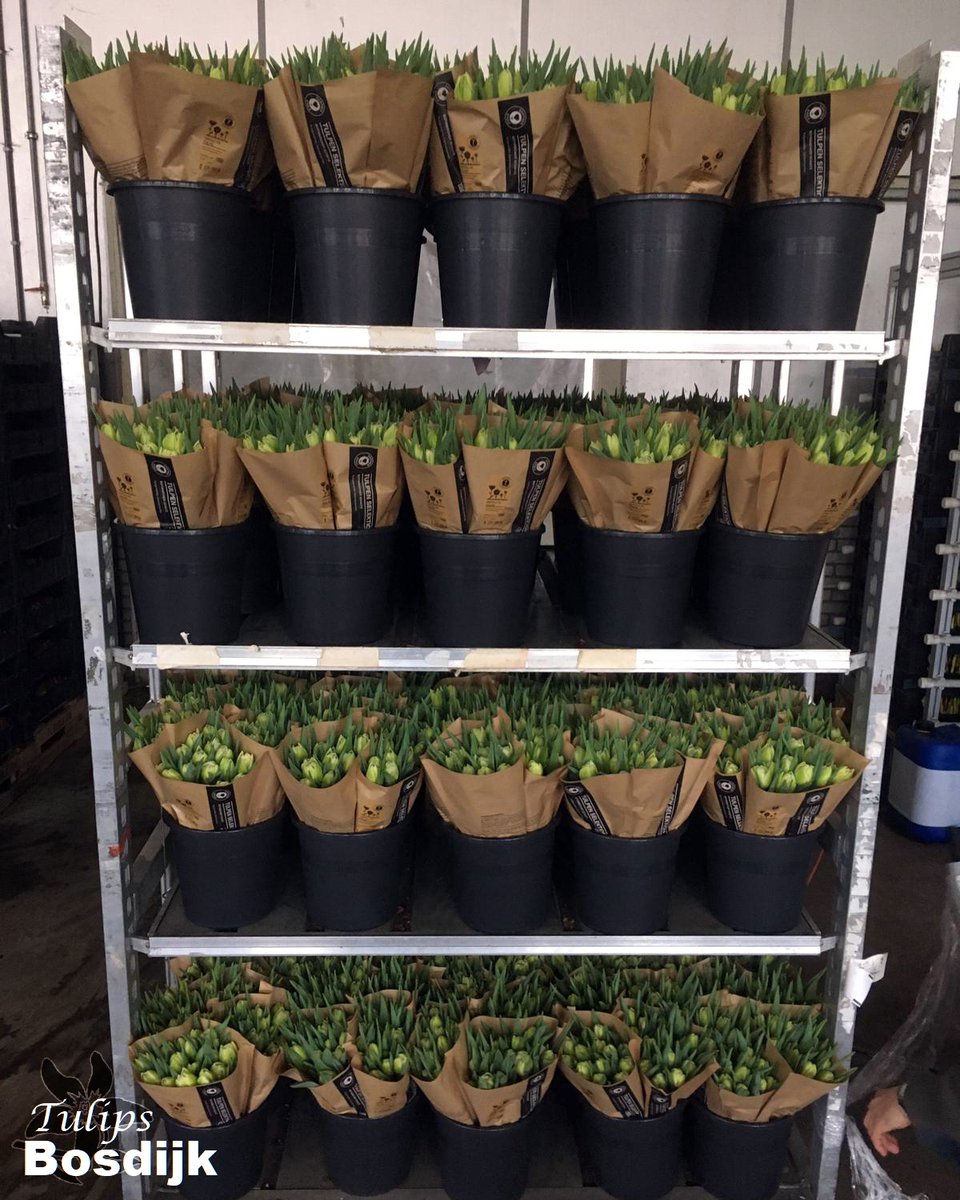summerflowersNL's tweet photo. Klaar voor de veiling.
Heb jij de mooie Tulpen van Summerflowers kwekerij Bosdijk al in huis?
#Bosdijk #Tulpen #Summerflowers
#Tulpentijd #Tulips #beschikbaar #achterdeschermen #seizoensbloemen https://t.co/6v1tPfvtk4