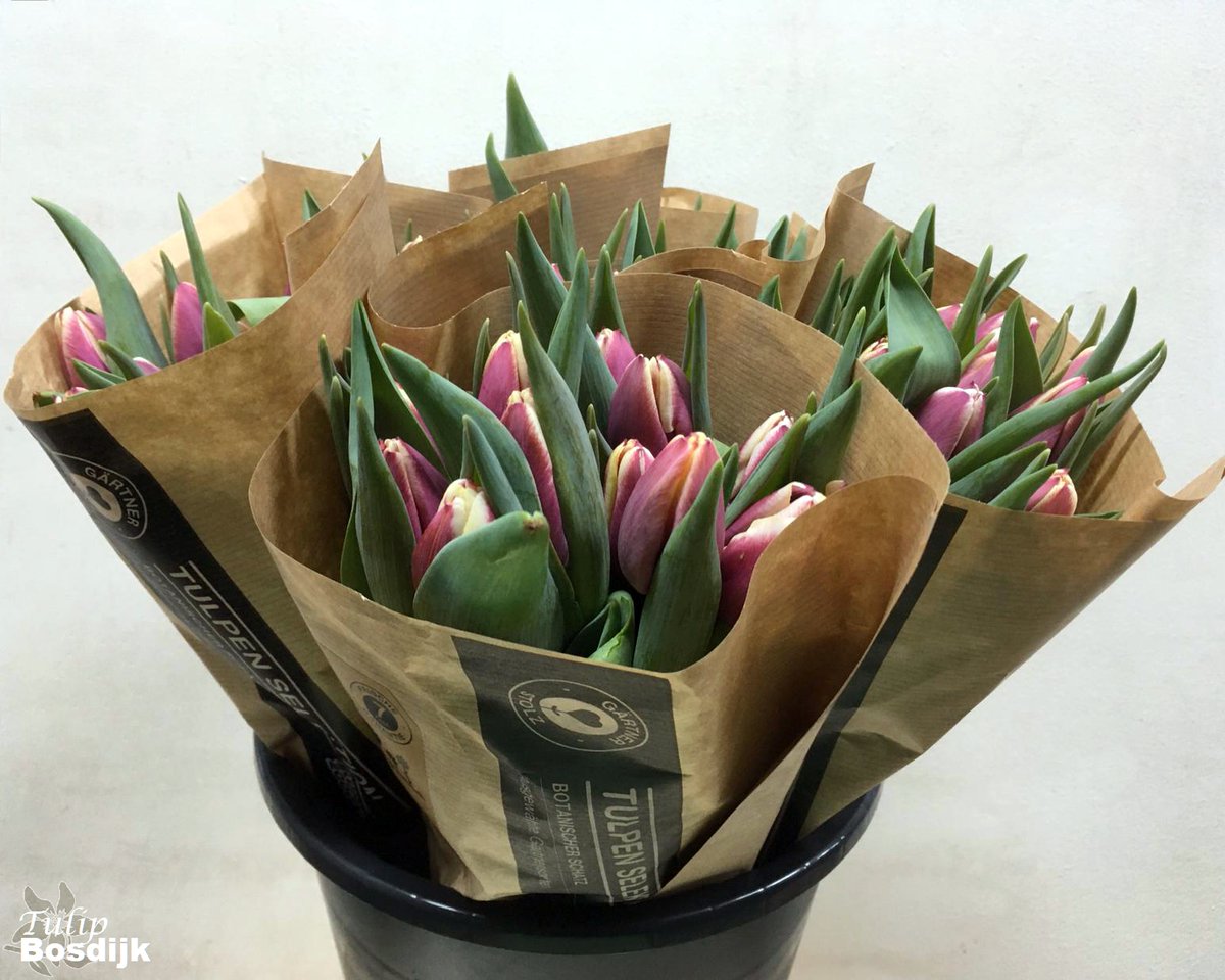 summerflowersNL's tweet photo. Klaar voor de veiling.
Heb jij de mooie Tulpen van Summerflowers kwekerij Bosdijk al in huis?
#Bosdijk #Tulpen #Summerflowers
#Tulpentijd #Tulips #beschikbaar #achterdeschermen #seizoensbloemen https://t.co/6v1tPfvtk4