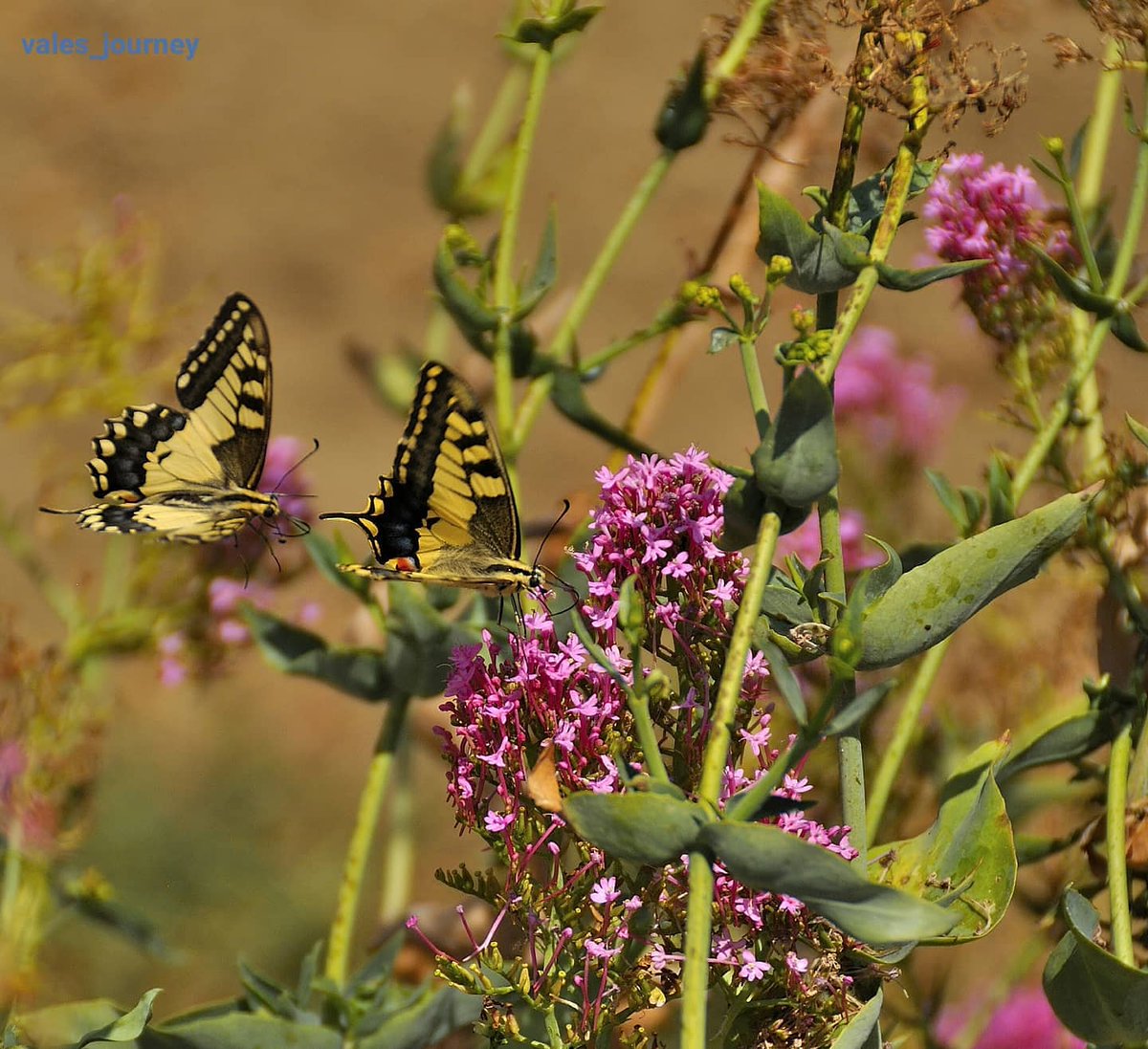 JourneyVale's tweet photo. Farfalla Macaone
Furore (Salerno)
#farfalla #foto #fotografia #fotografo #natura #nature #photography #photooftheday #photographer #photograph #PHOTOS #picoftheday #pics #picture #pictures #pic #BuongiornoATutti https://t.co/Gf2WsdQFiB