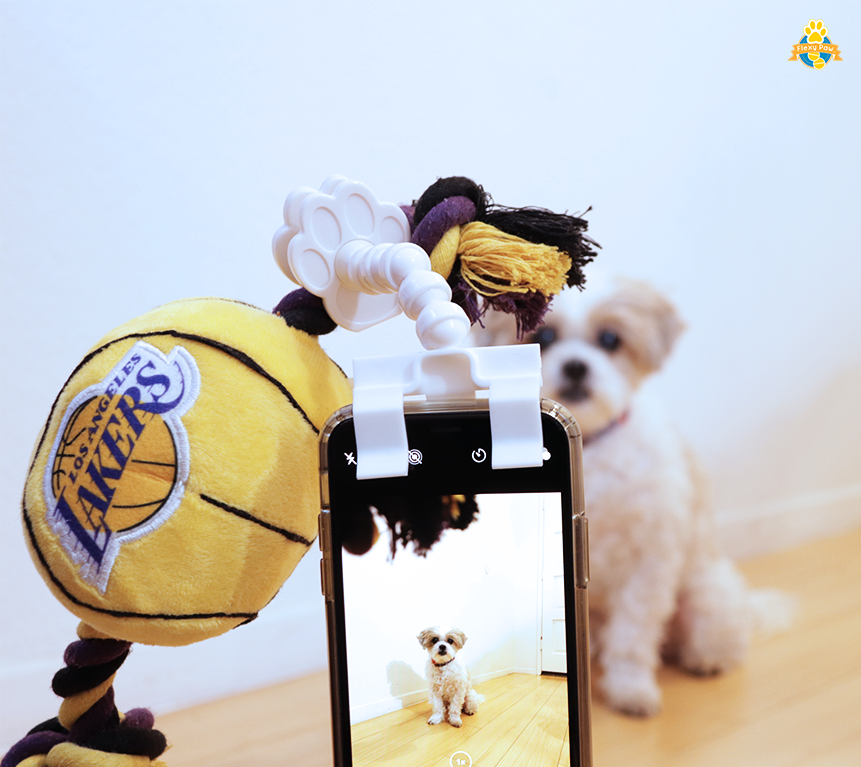 PawChamps's tweet photo. We'll miss you Kobe and Gigi.. 

#FLEXYPAW #dogs #dogstagram #dogsofinsta #dogsofinsta #petsofinsta #petsofinstagram #petsofinstagram #poochselfie #dog #puppies #phodographer #foodie #doggo #RIPKobe #lakers https://t.co/DuFmJXhFCj
