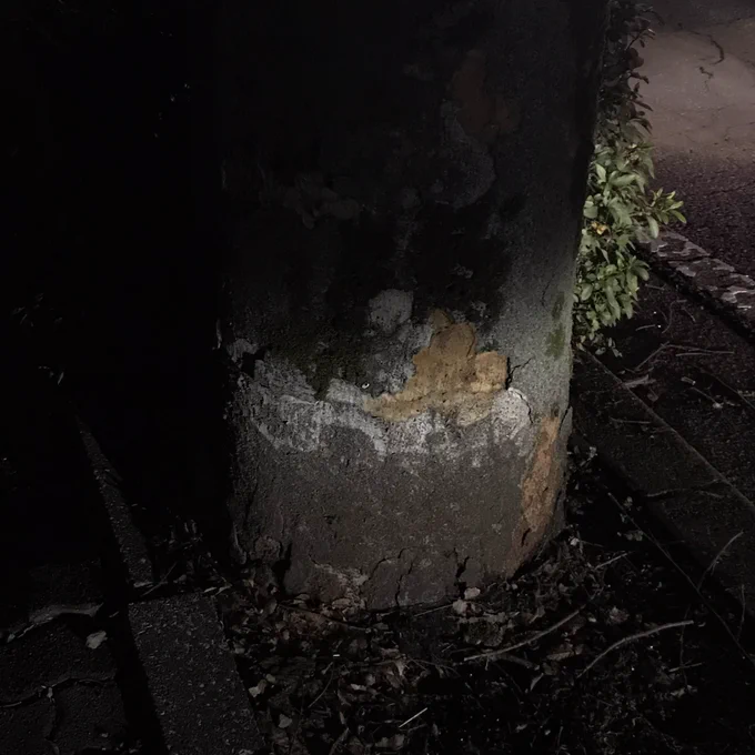 柱に達磨が描いてあるのかと思ったら樹皮が剥がれた街路樹だった 