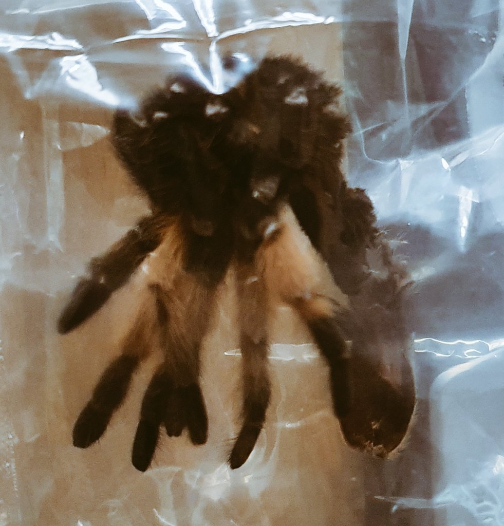 Chicko_2012's tweet photo. Meine Spinne hat sich gehäutet und sieht wieder hübsch aus mein süßes Mädchen Billy eilisch https://t.co/bpy5H0Mm8t