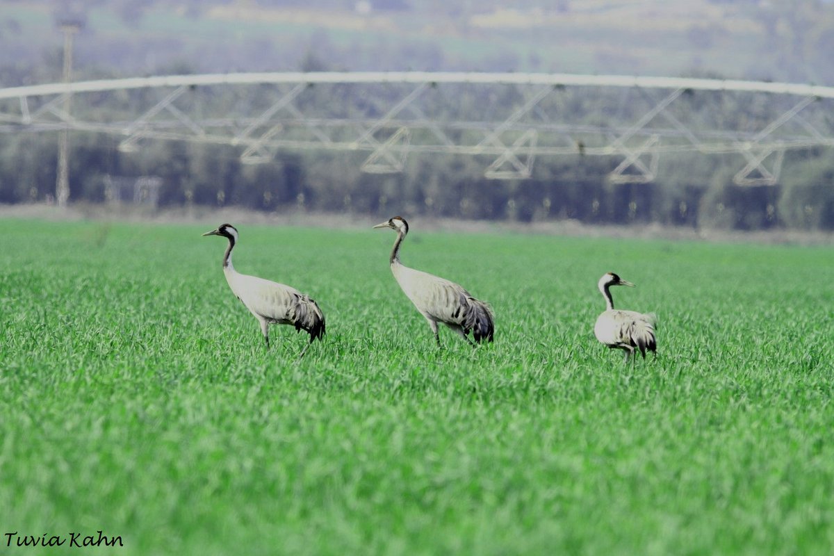 Jordan Valley Bird watching center tweet media