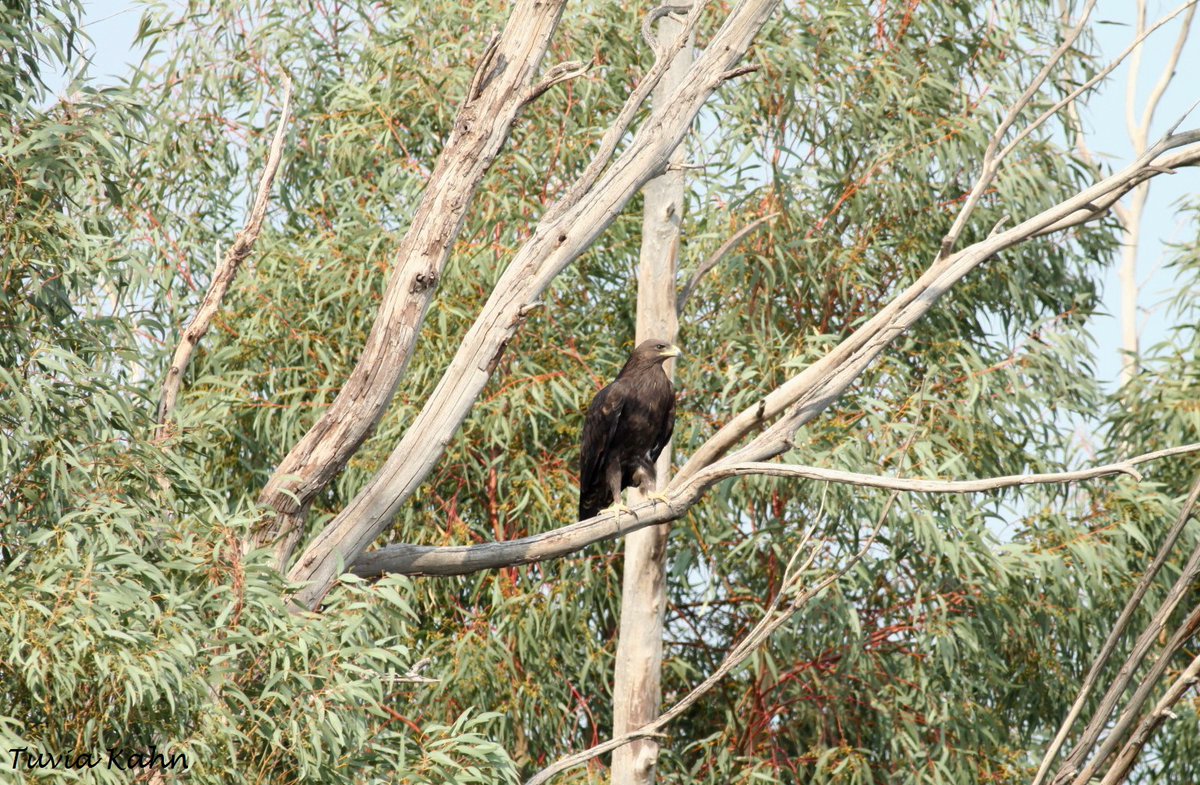 Jordan Valley Bird watching center tweet media