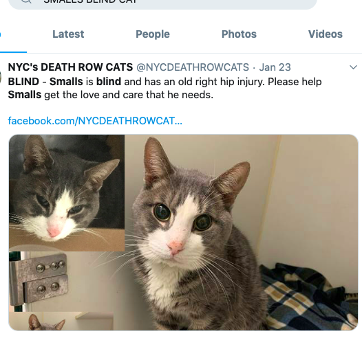 GiveLuckyBack's tweet photo. An ode 2 SMALLS the #BlindKitty the @NYCACC KILLED in one of its Darkest Acts yet.  This #NYC #KItty put his faith in God's hands &amp; as he plays on the eternal fields of the RB Bride he helps us ALL SEE the rancid evil acts of these #Pet Slayers.  #RIPSmalls #NoKill #ShelterReform https://t.co/iW3EevbkkG