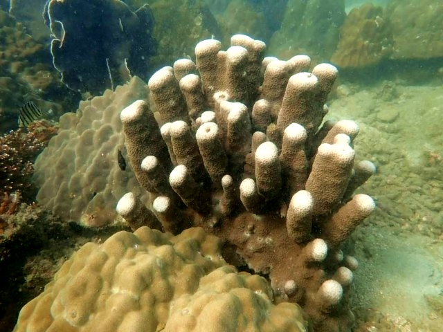 SEAFARERDIVERS's tweet photo. THAILAND (Marine life - Environment) - CORAL THRIVING AROUND SOUTHERN ISLANDS &amp; ANDAMAN SEA ISLANDS HAS THERMOCLINES GOING DOWN TO 23-24°, WHICH IS BENEFICIAL FOR CORAL REEFS AND ATTRACT DEEP WATER FISH TO THE SHALLOW REEFS at 28°
https://t.co/QEJaqZx3y6 https://t.co/GxYssKgB2G